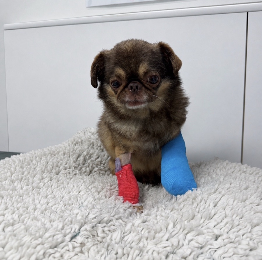 King Chilli the pug