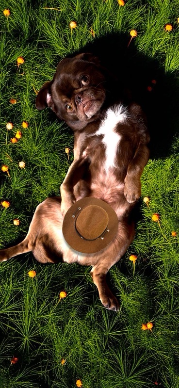 Cowboy Chilli in the jungle